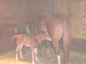 babygirlofcools5daysold.jpg