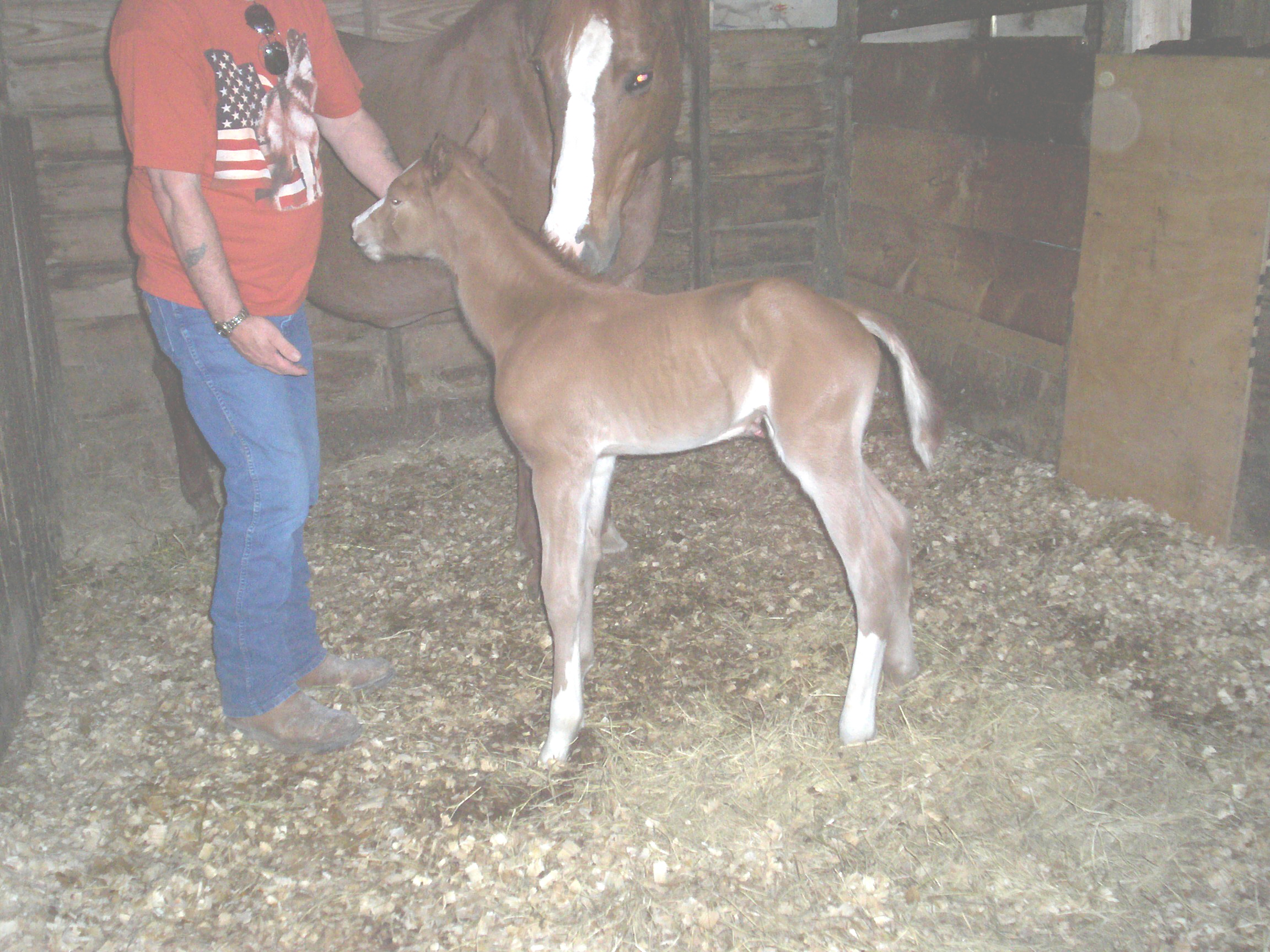 ladysfilly1dayold.jpg